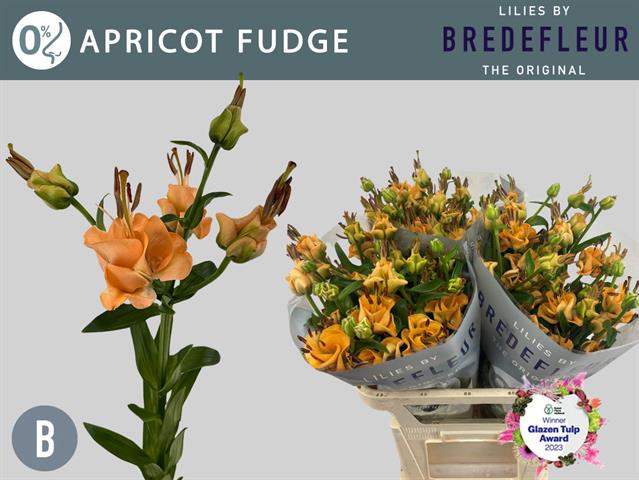 Лилия Априкот Фьюдж 80, шт.