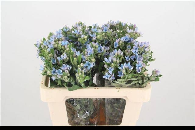 Оксипеталум Таниока Пьюр Блю 50 (голуб.), шт.