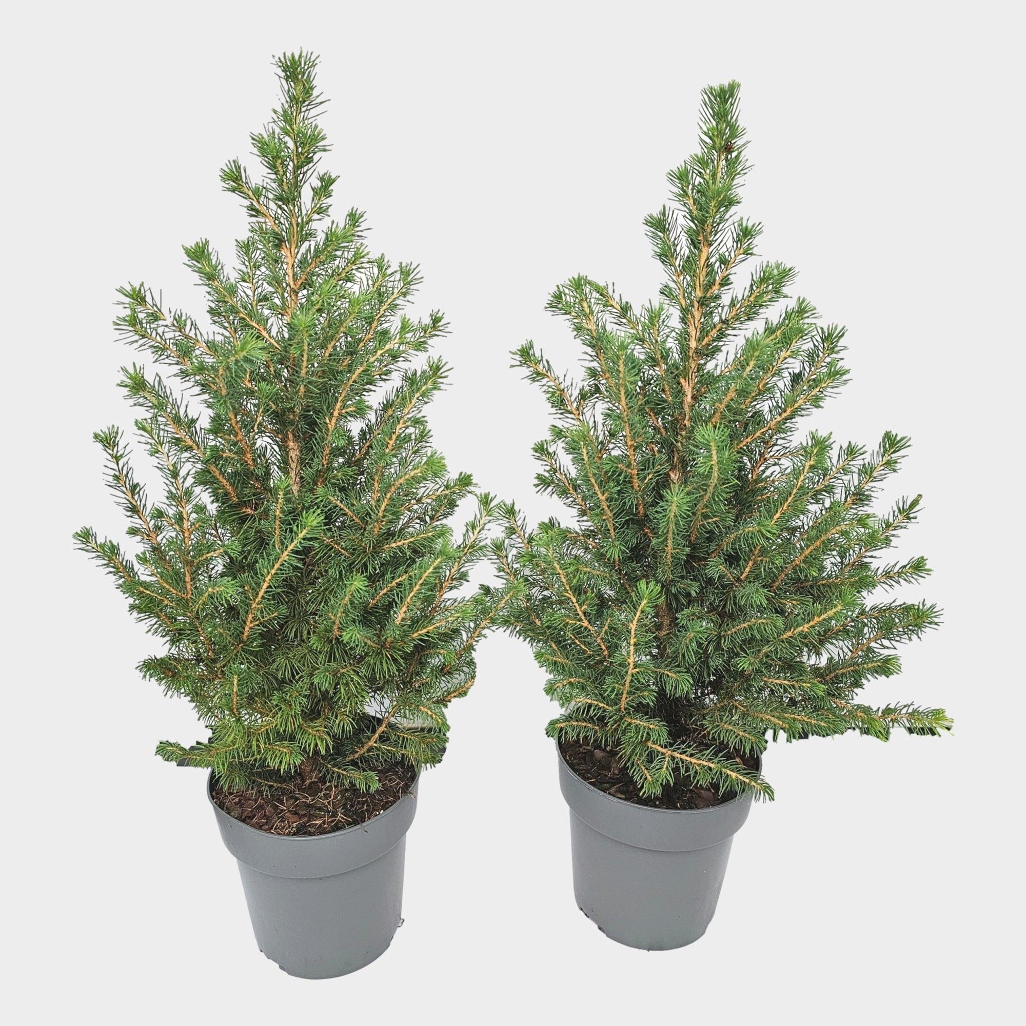 Picea glauca 'Conica' 55cm, D 15 cm