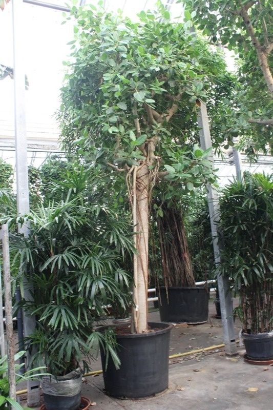 Ficus Benghalensis, D 102 cm