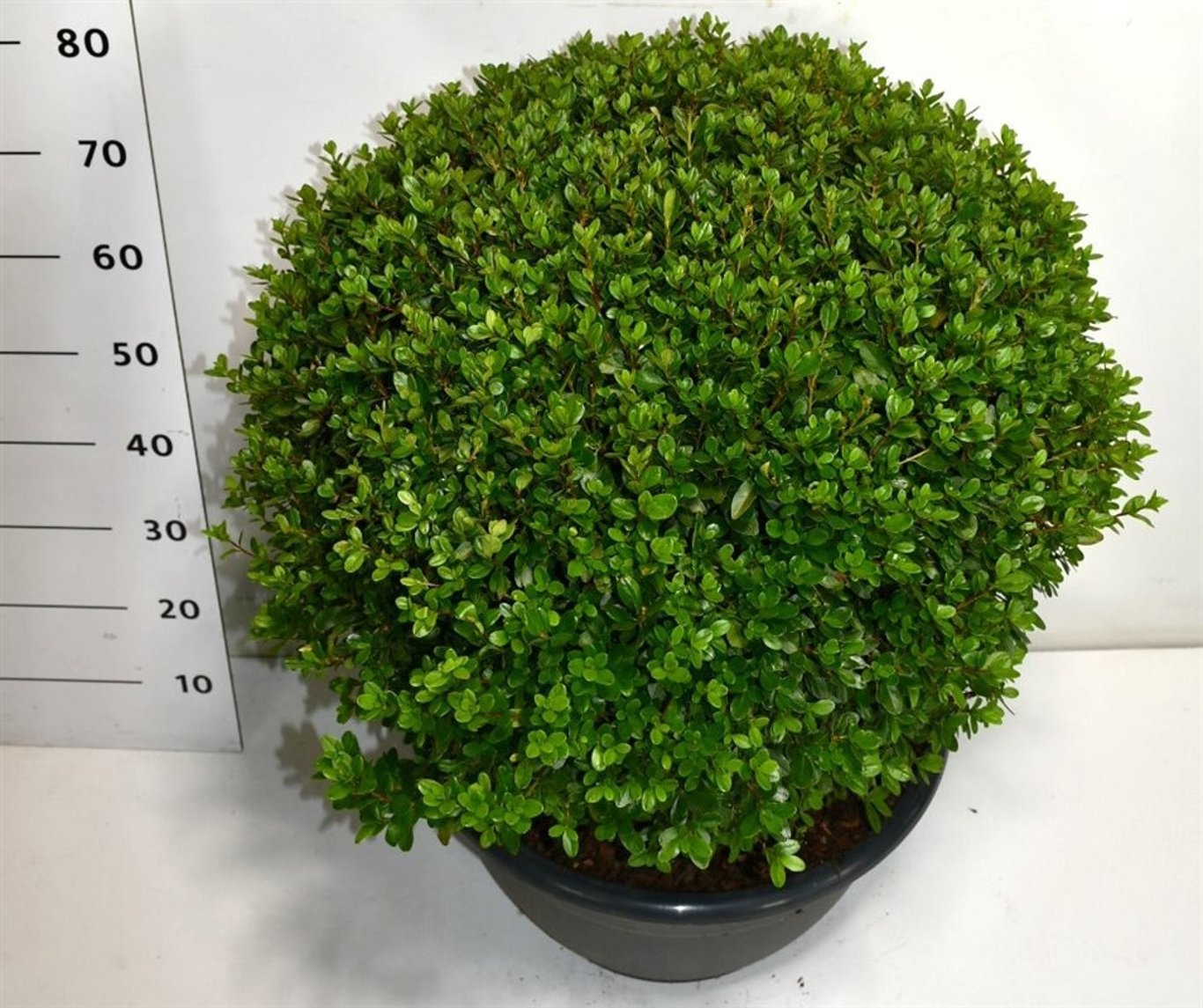 Rhododendron (AJ) 'Aladdin Scout', D 40