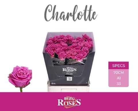 Роза од. Танго Шарлотт 70, шт.