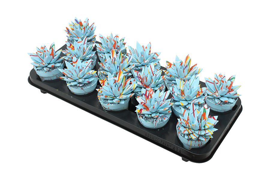 Miranda coloured Splash pastel blue, D 8,5