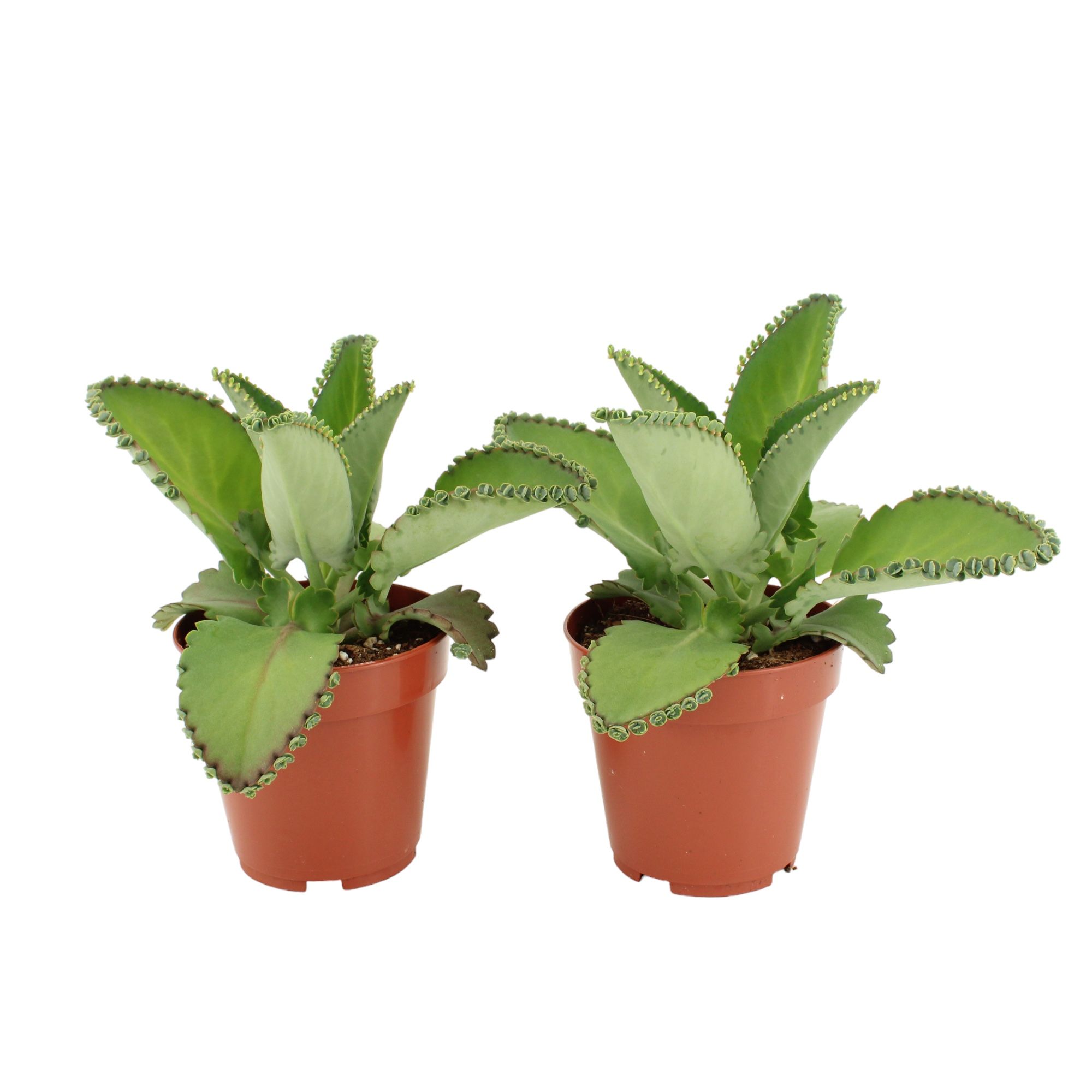 Kalanchoe Daigremontiana, D 12