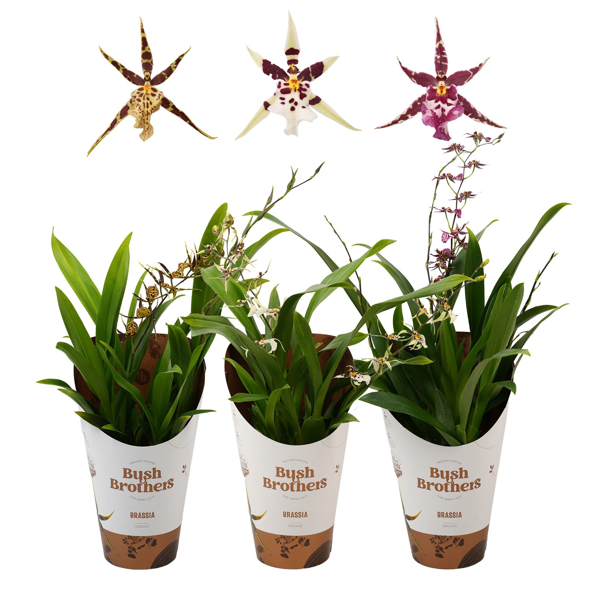 Titanium 2 tak lang 12 cm, D 12