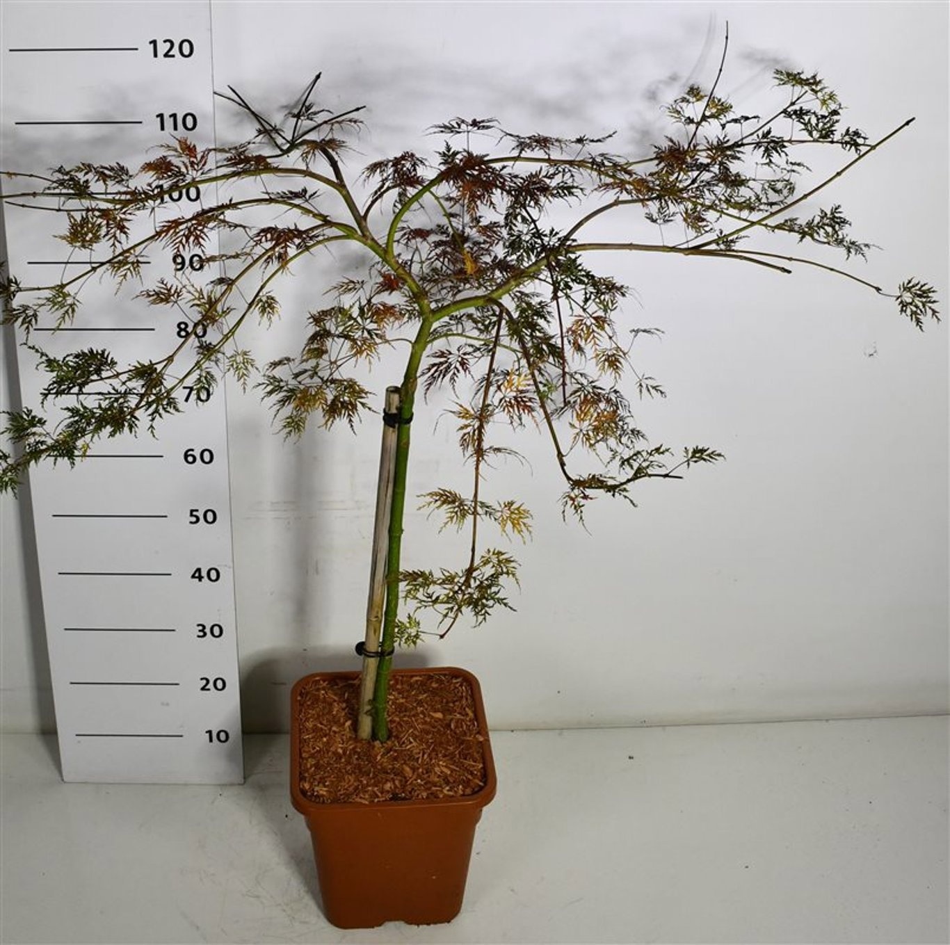 Acer pal. 'Emerald Lace', D 32