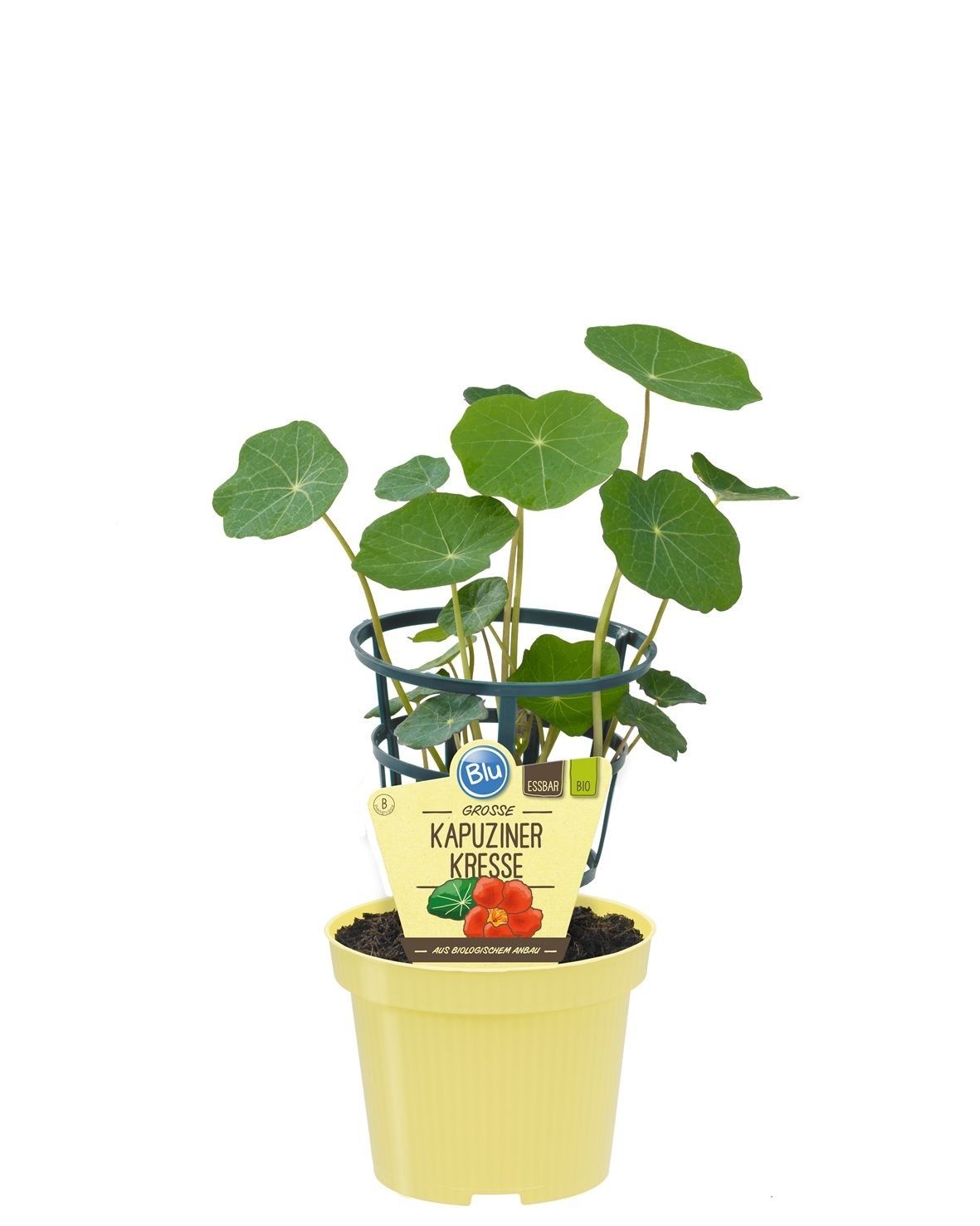 Tropaeolum majus, D 12