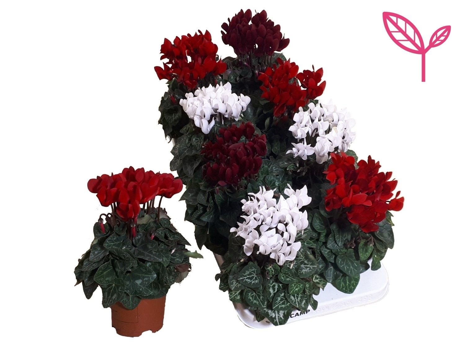 Cyclamen-KERST MIX 3 KLEUR, D 10,5 cm Cyclamen-KERST MIX 3 KLEUR, D 10,5 cm