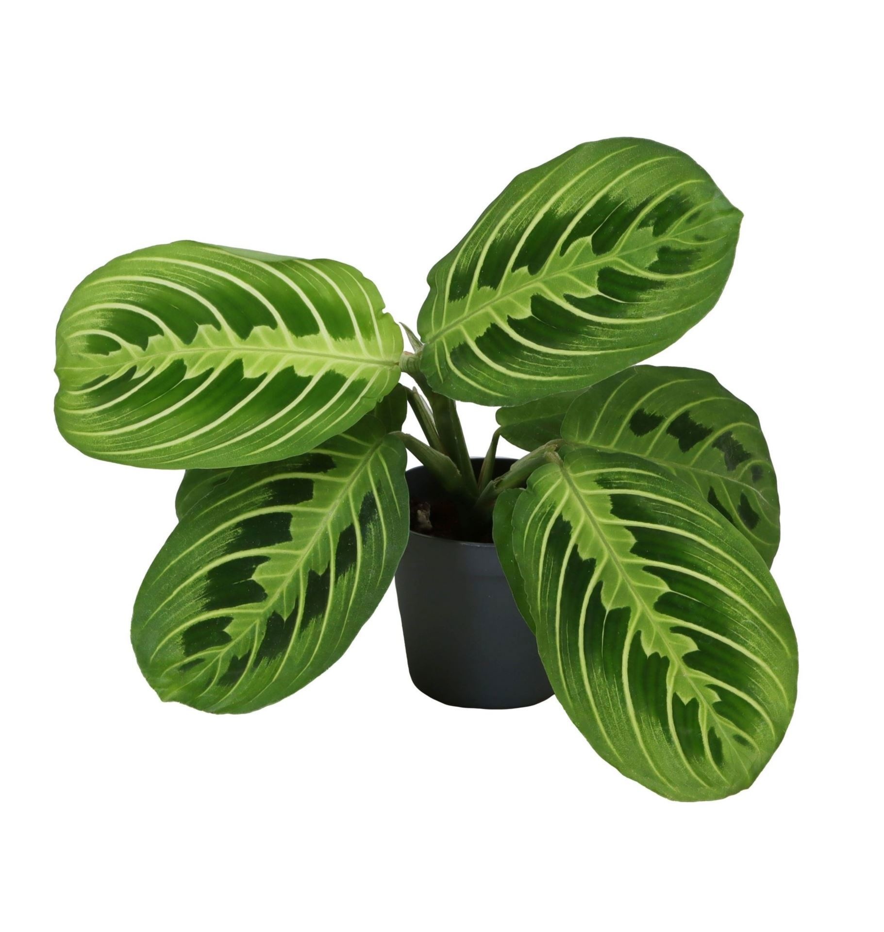 Calathea Lemon Lime 6 cm, D 6