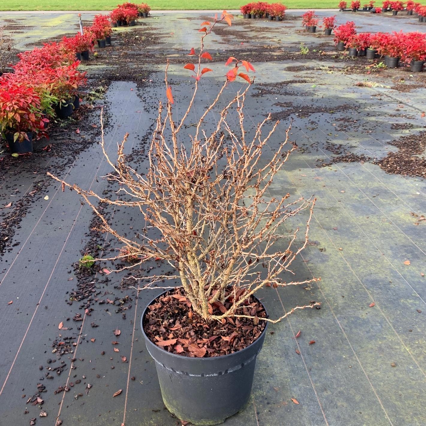 Prunus incisa 'Kojou-no-mai', D 29 cm