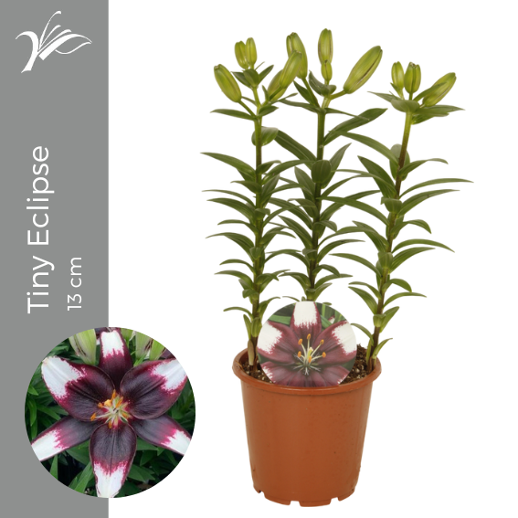 Lilium Tiny Eclipse 13 cm (az. lelie), D 13 cm Lilium Tiny Eclipse 13 cm (az. lelie), D 13 cm