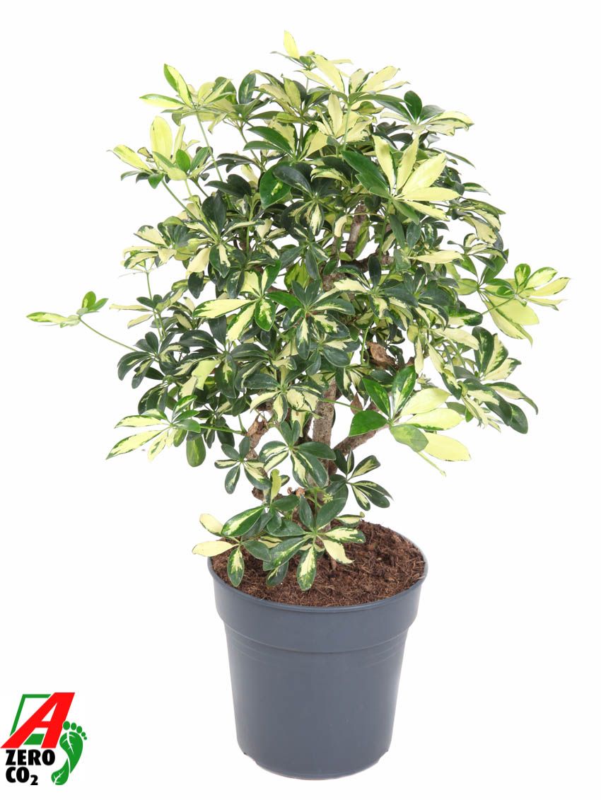 Schefflera Trinette 1,5ft P24, D 24 cm
