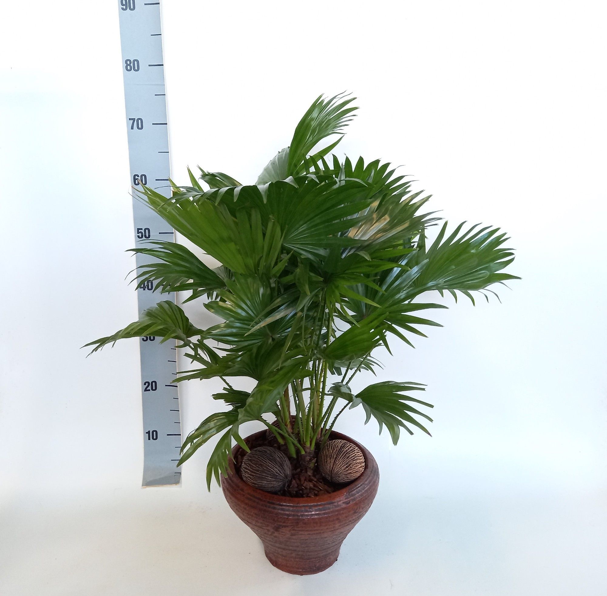 Livistona in super hoedje bruin, D 26