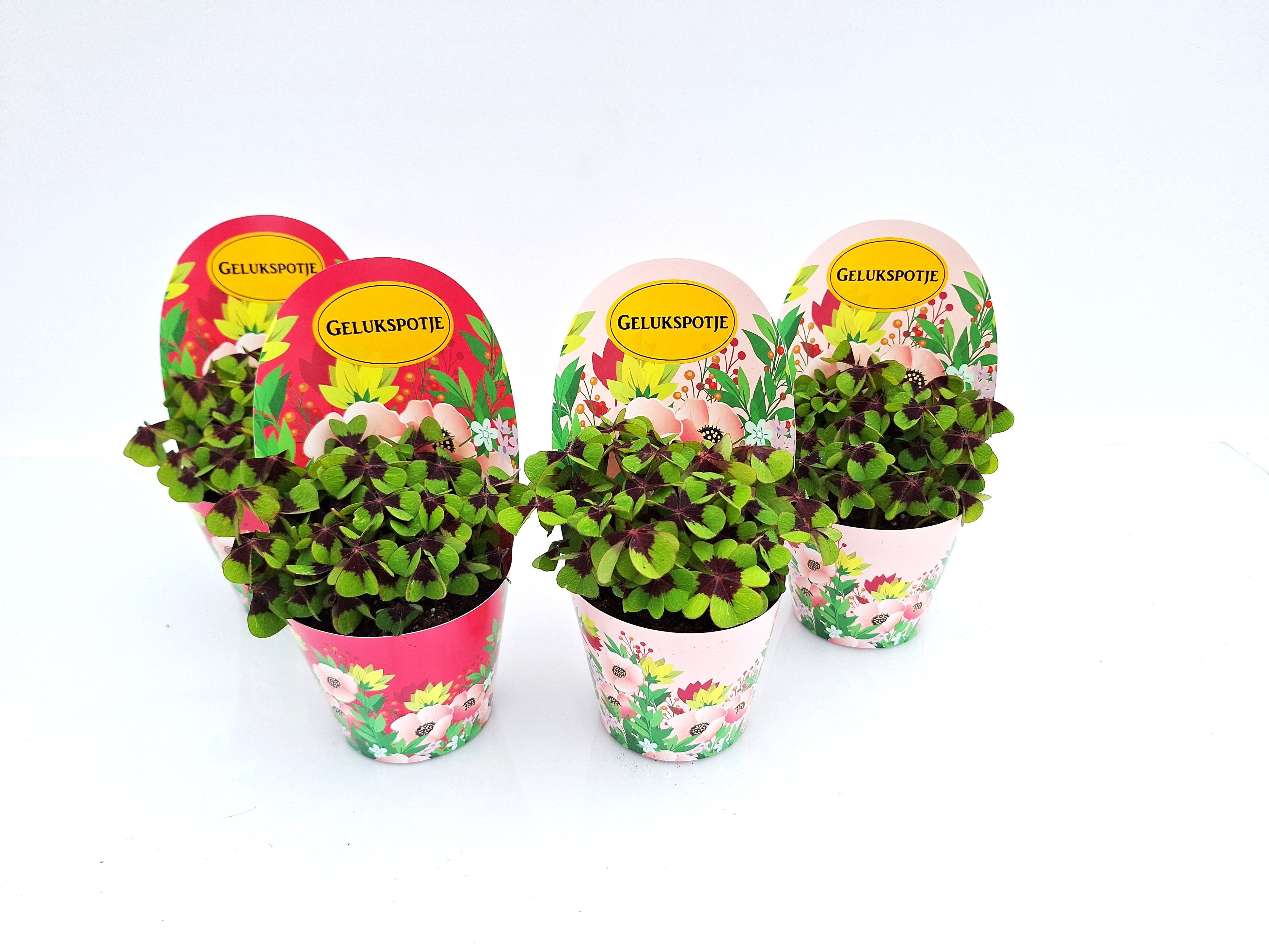 Gelukpotje Blossom Nederland, D 9 cm