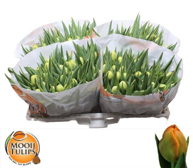 Тюльпан дв. Айкун (оранж.), шт.