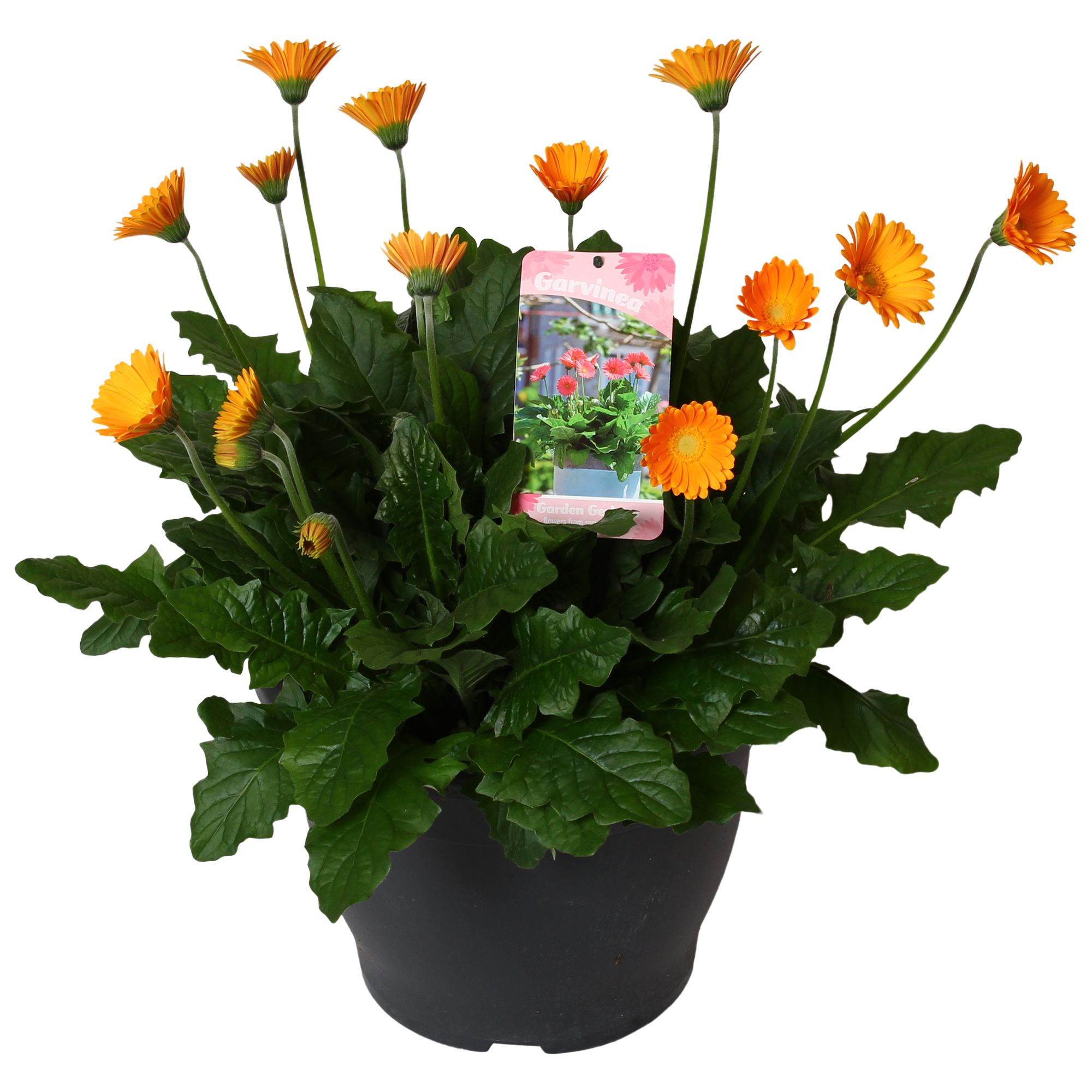 Gerbera Garvinea 32cm 7bl Geel, D 32