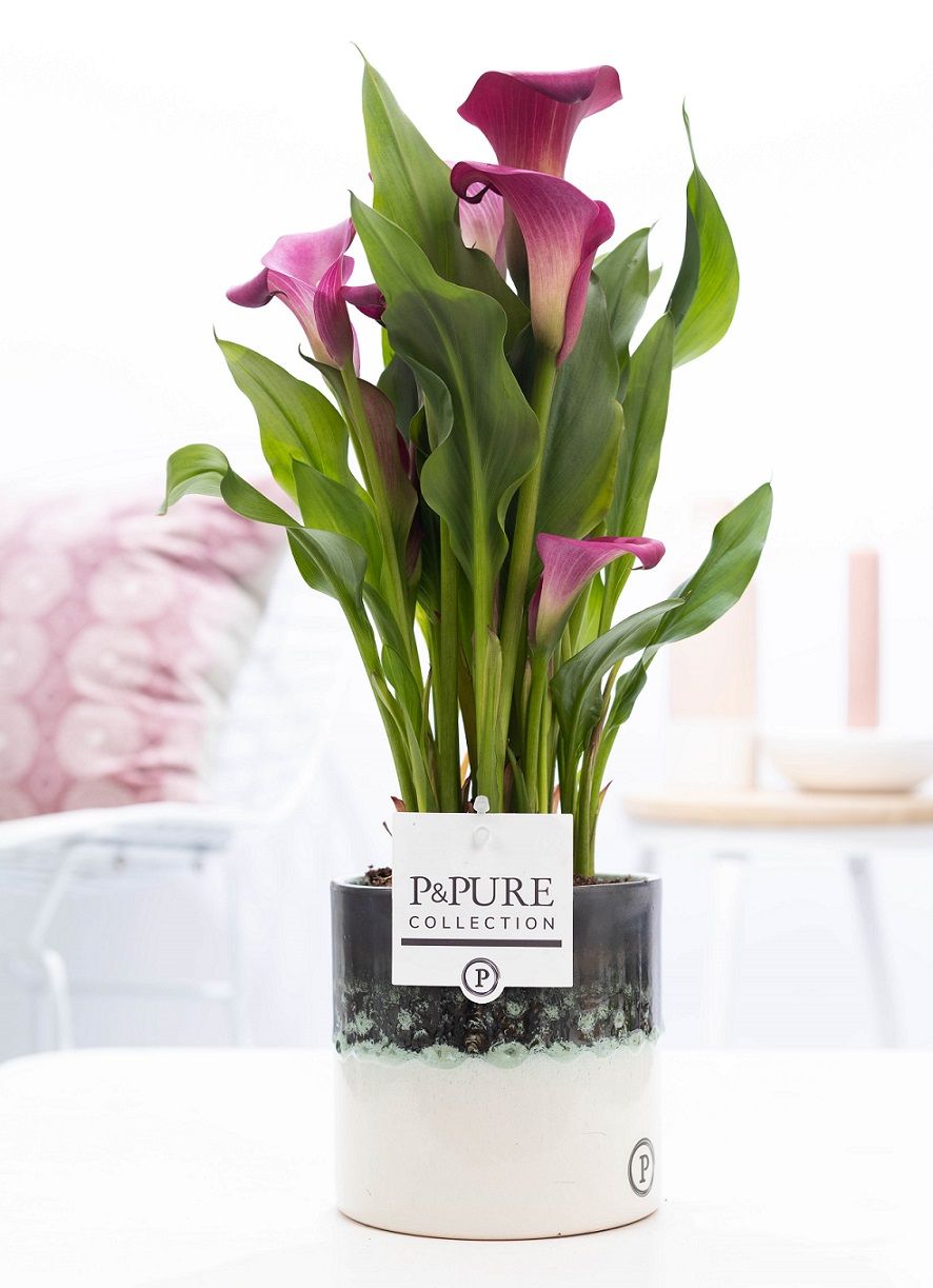 Zantedeschia pink in P&PURE Illusion cer. perfectly imperfectabl, D 12