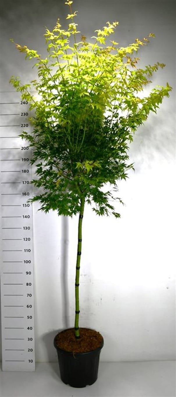 Acer pal. 'Orange Dream', D 40