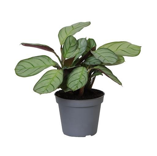 MARANTA LEUCONEURA 6487 Amabilis Amagris, D 6 cm MARANTA LEUCONEURA 6487 Amabilis Amagris, D 6 cm