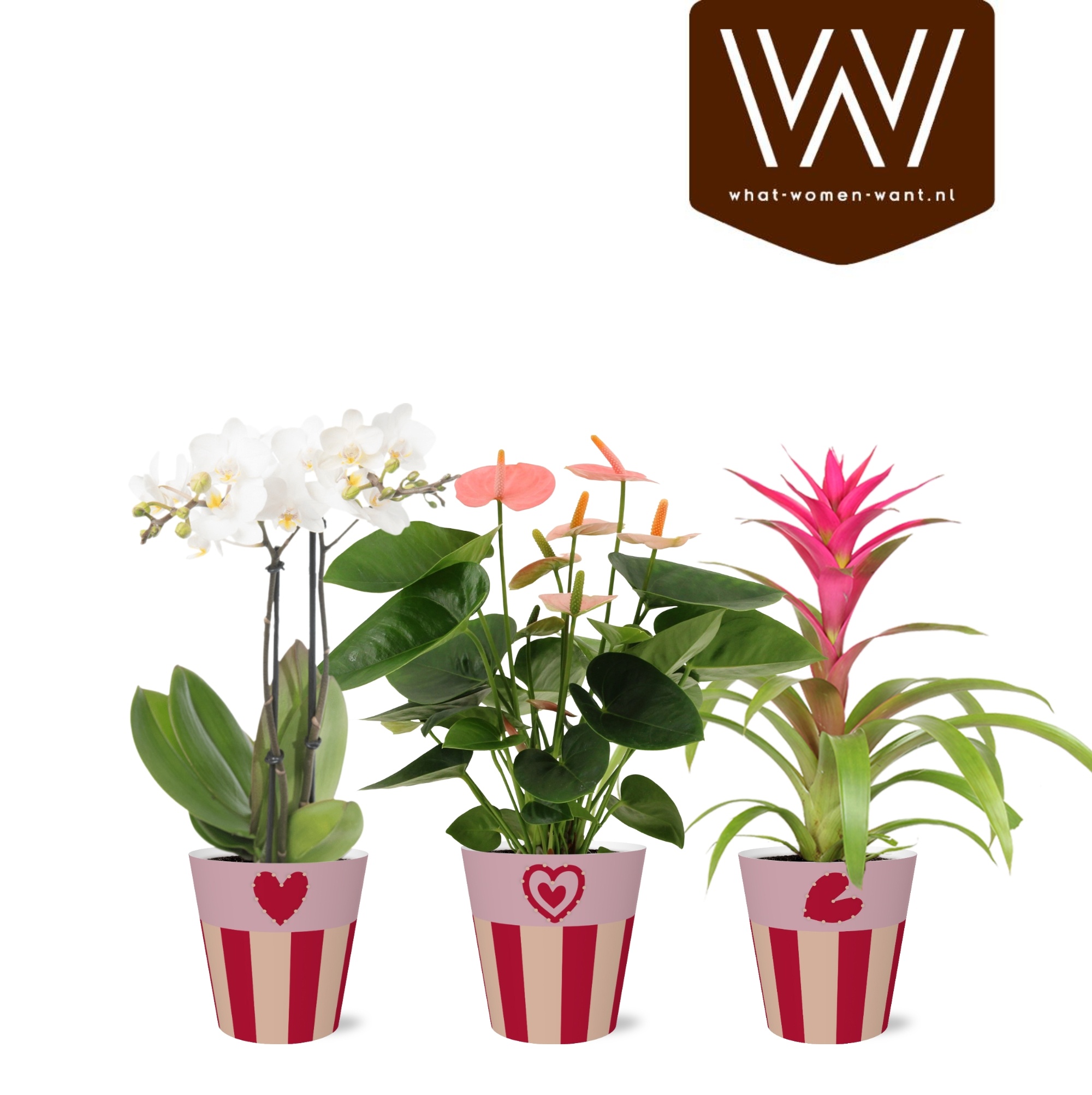 Bloeimix papercup Romee - Sympathetic Moods, D 12