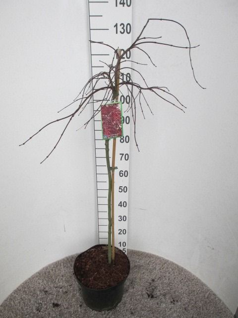 Acer palm. Inaba Shidare 80st. P28, D 28