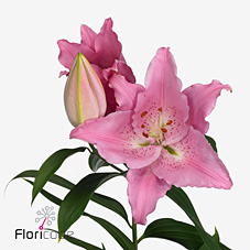 Лилия Катемако 100 (роз.), шт.