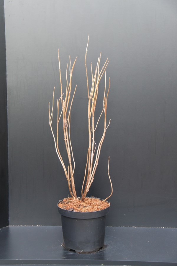 Hydrangea arborescens 'Annabelle', D 26 cm