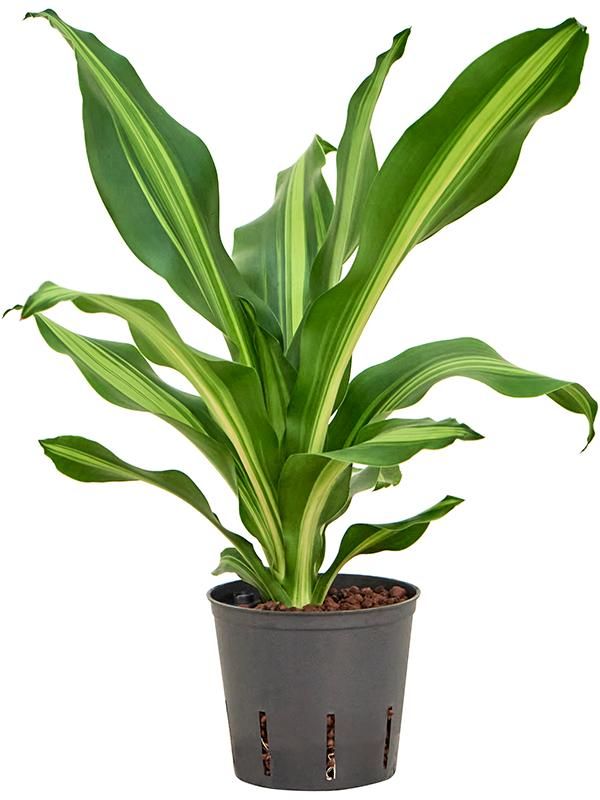 Dracaena fragrans 'Burley', D 13