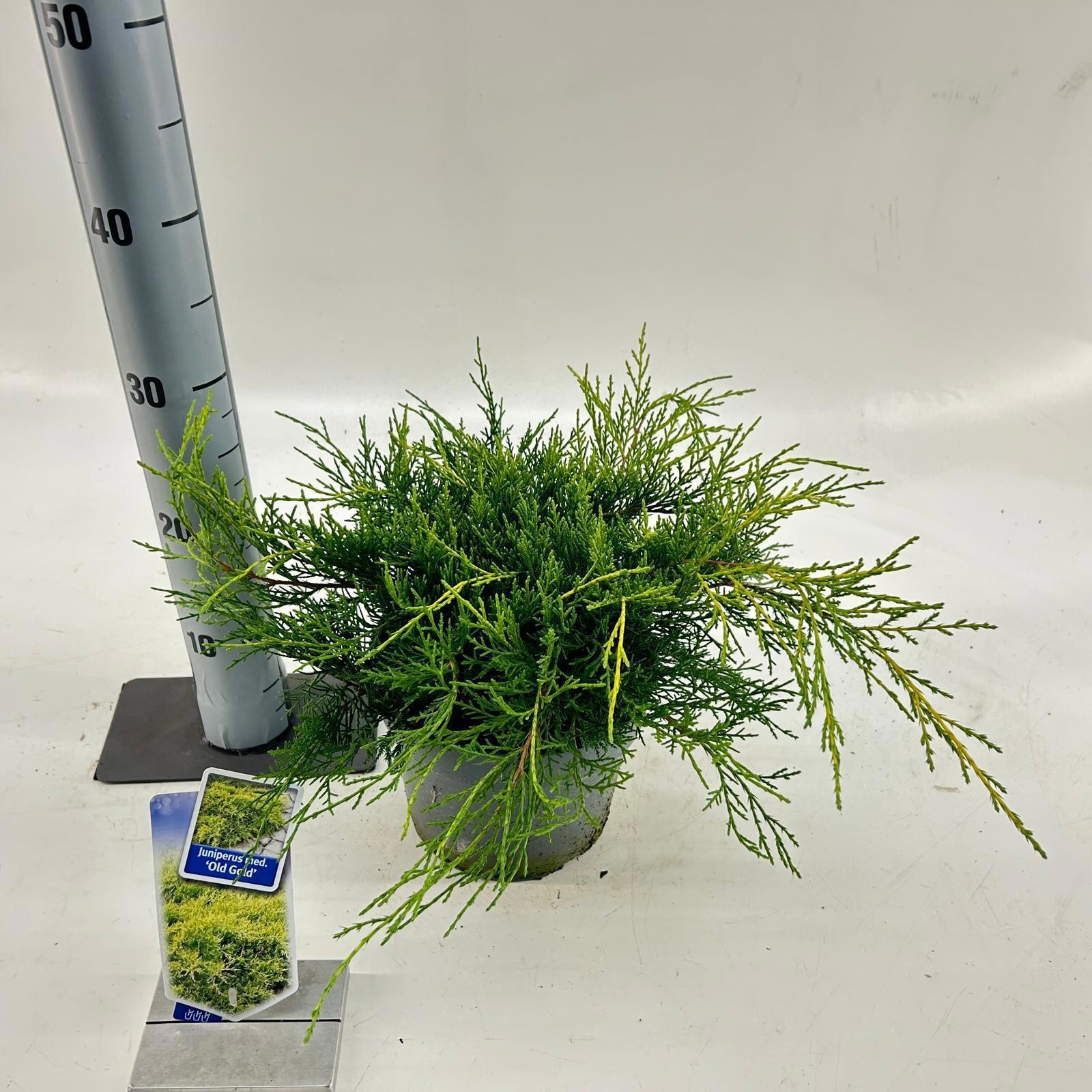 Juniperus pfitzeriana 'Old Gold', D 19