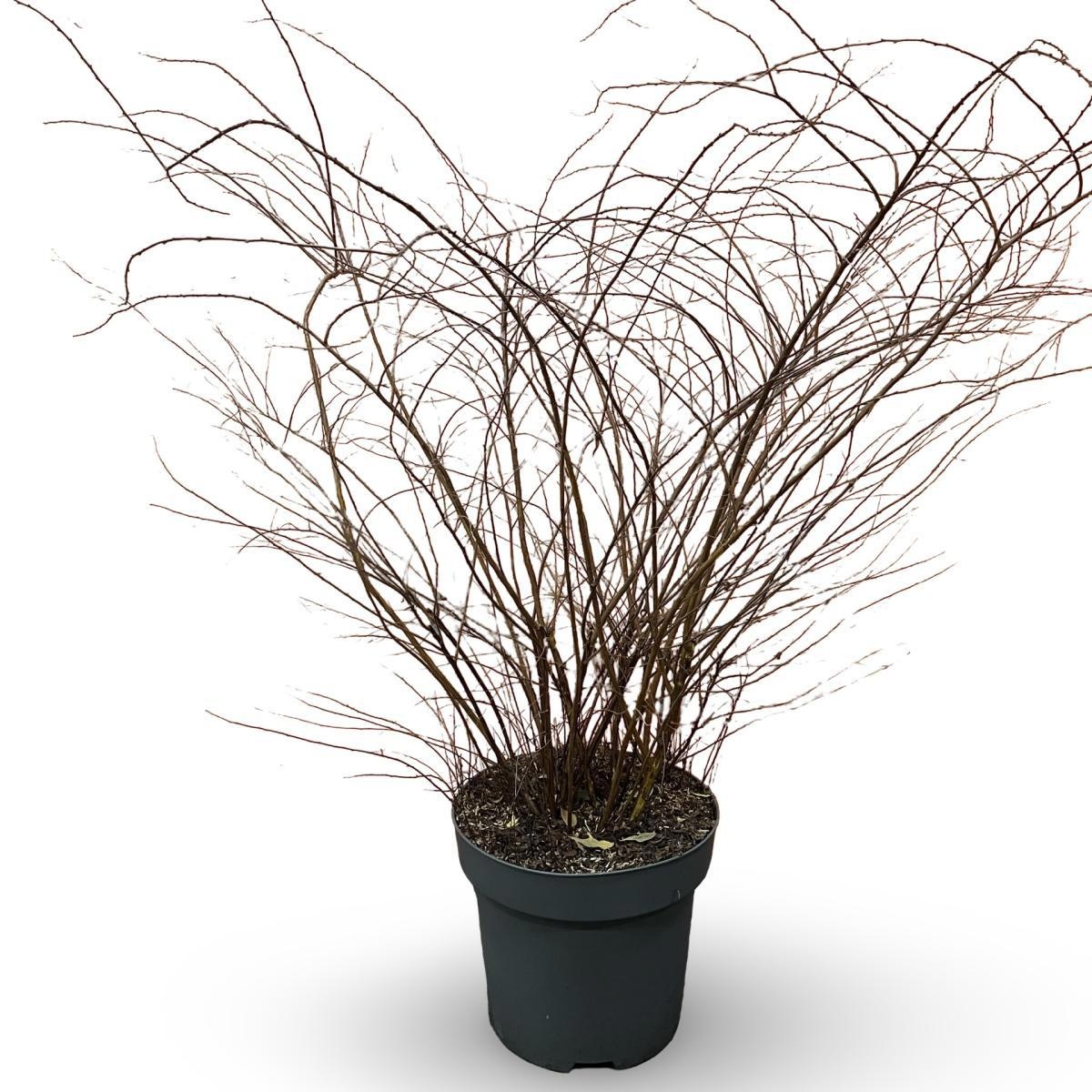 Spiraea cinerea 'Grefsheim', D 32