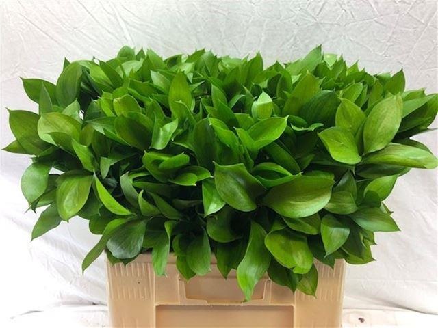 Рускус Израильский 60 (зел.), шт.