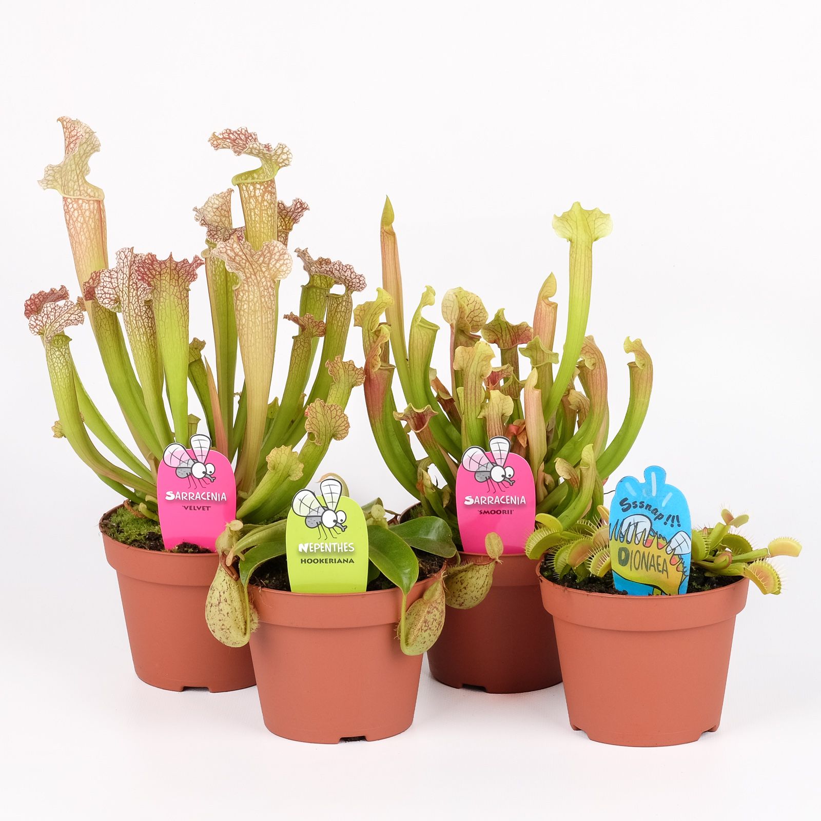 Vleesetende planten mix, D 12