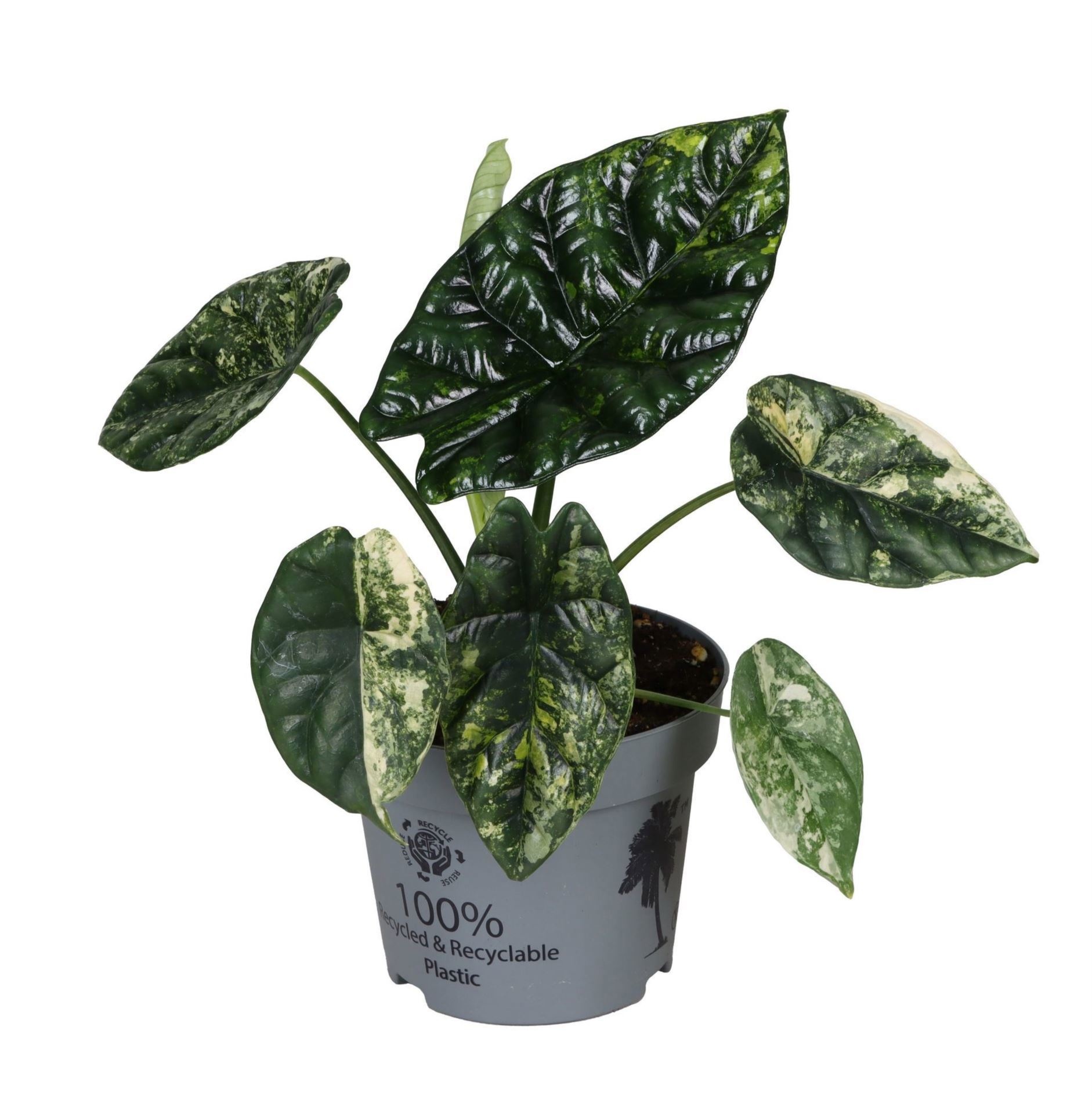 Alocasia Sinuata Aurea Variegata 12 cm, D 12