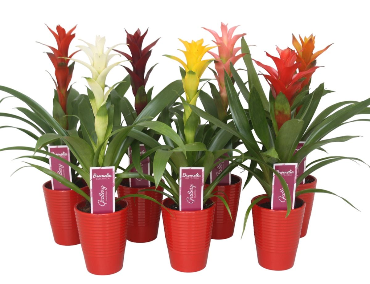 Guzmania gemengd in rood in ribbel keramiek, D 11