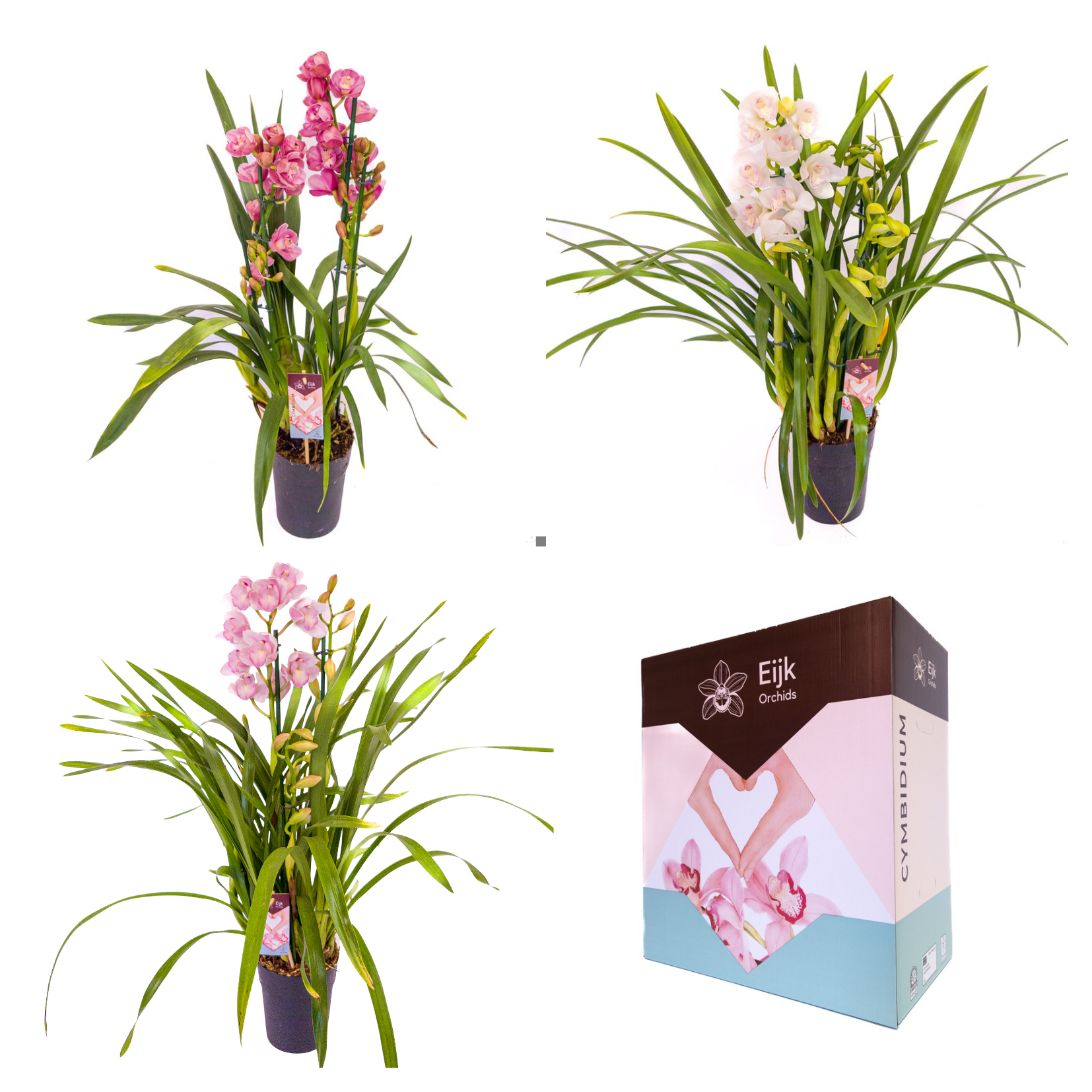 4 tak cymbidium mix, D 14
