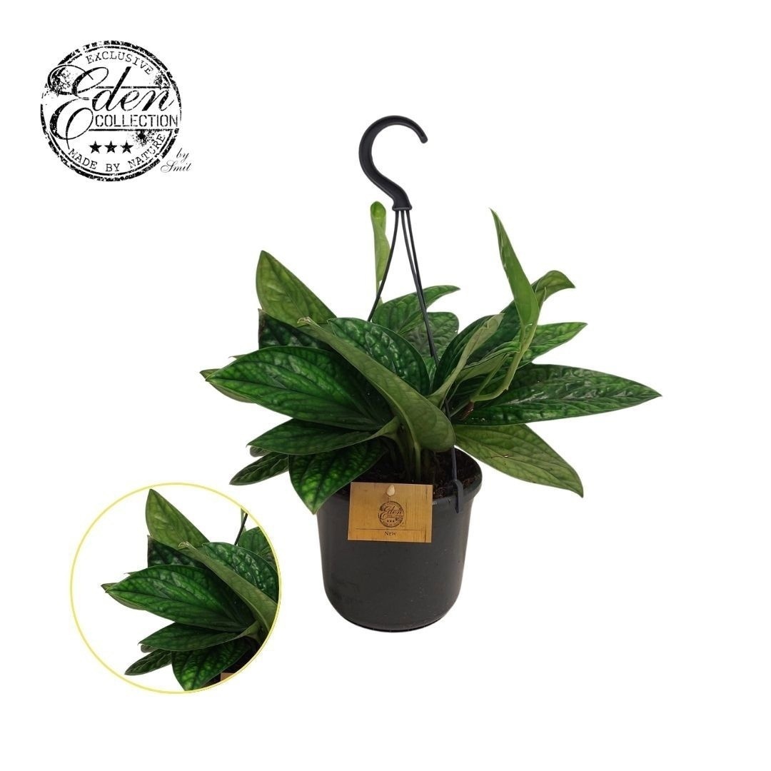 Epipremnum Marble Planet 15cm HP, D 15