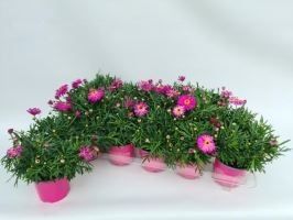Argyranthemum frutescens Daisy Crazy Roze, D 10,5