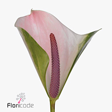 Антуриум Алерт, шт.