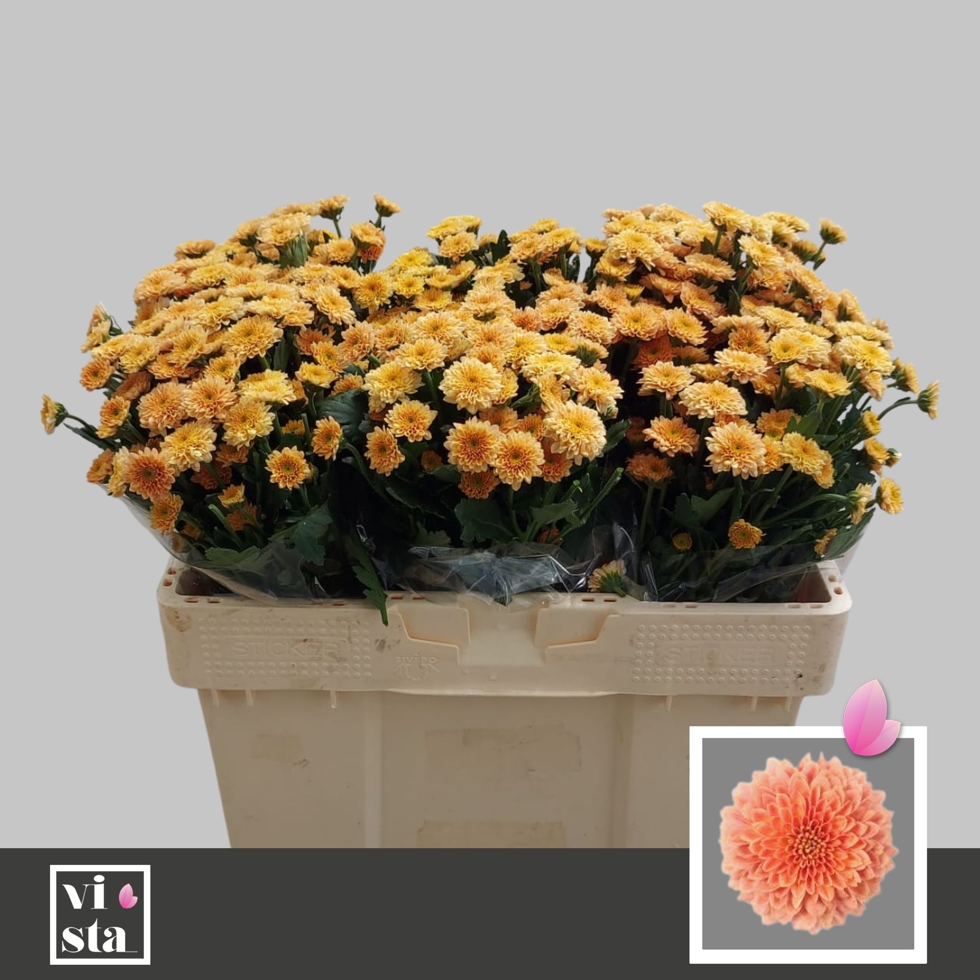 Сантини Миллер Смоки, шт.