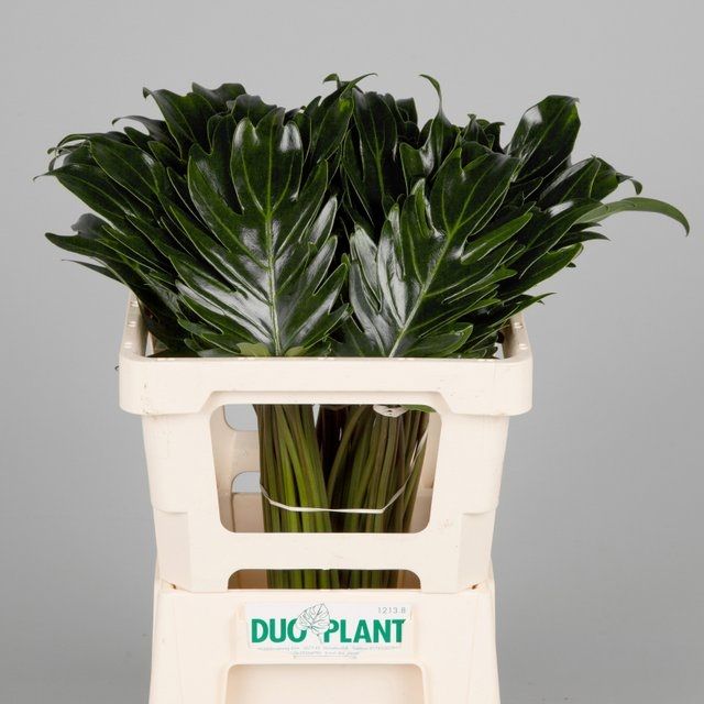 Филодендрон Ксанаду 55, шт.