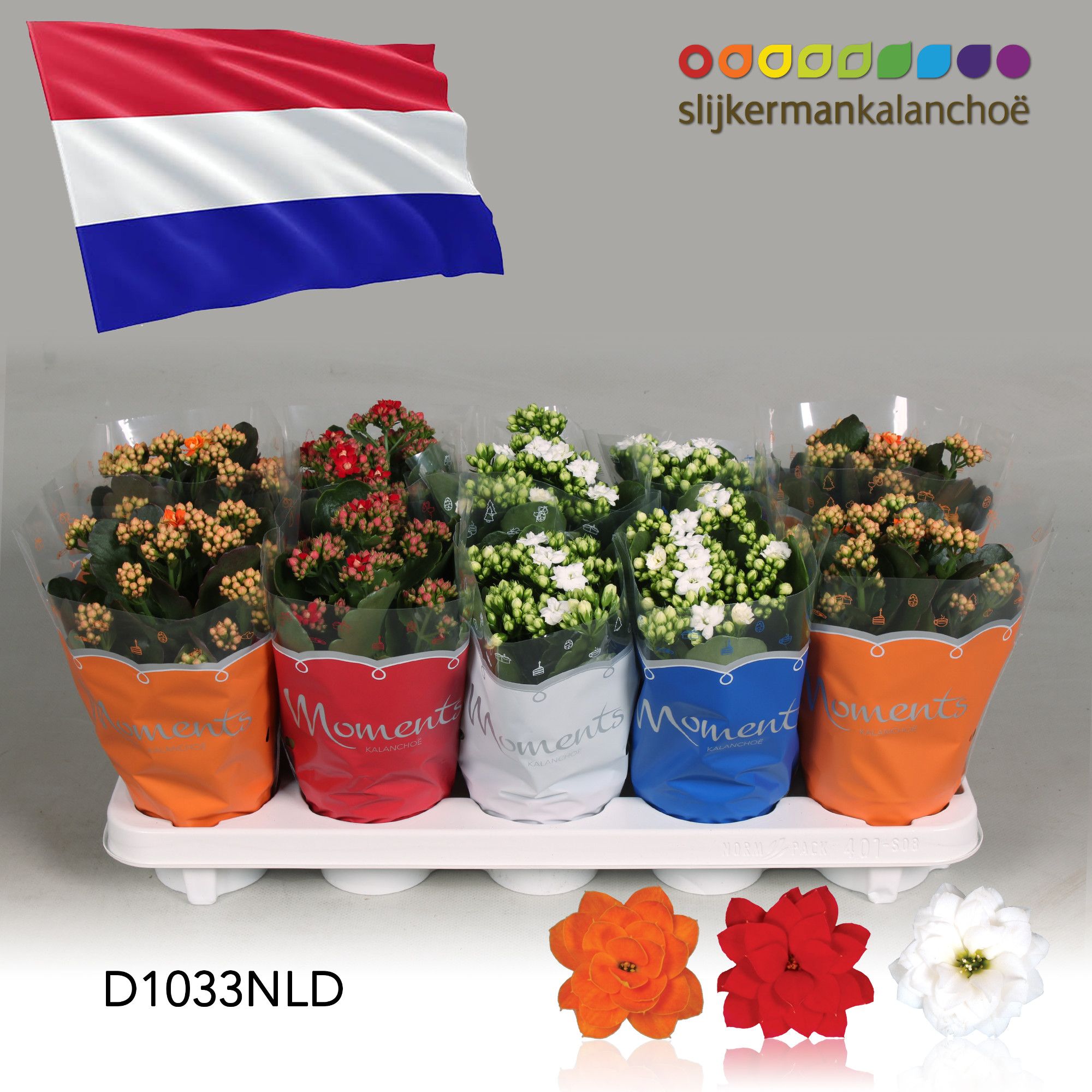 Kalanchoe Moments - Netherlands flag, D 10,5