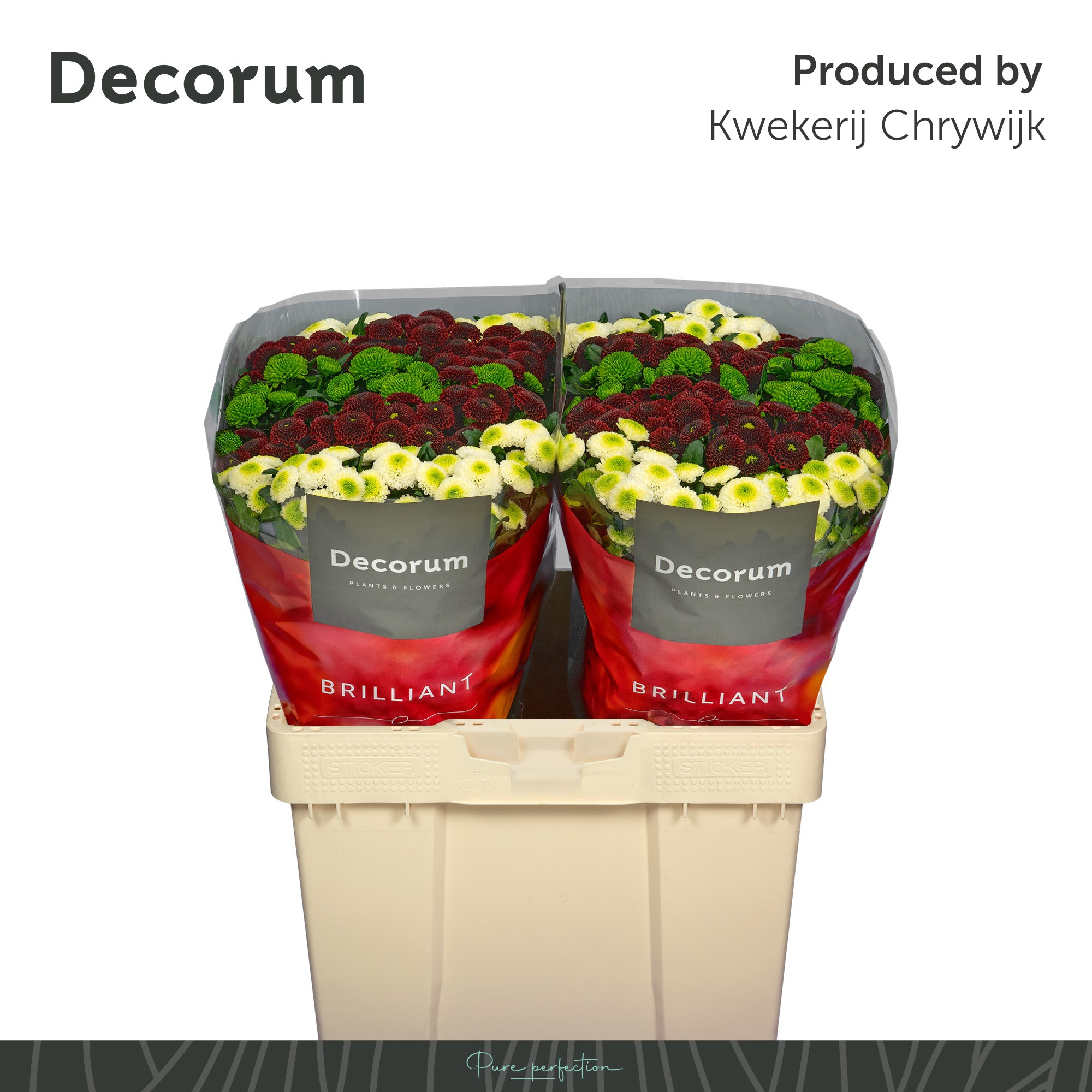 Сантини Помпон Микс в пачке, шт.