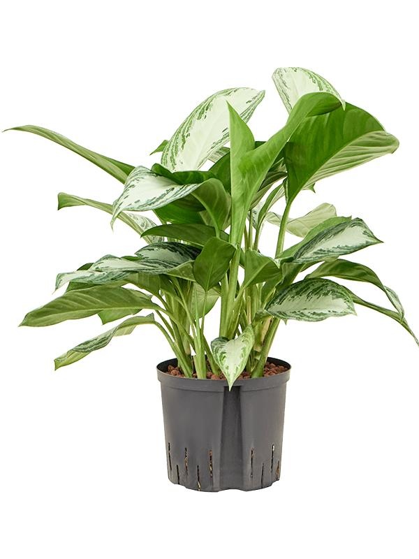Aglaonema 'Silver Bay', D 22 cm