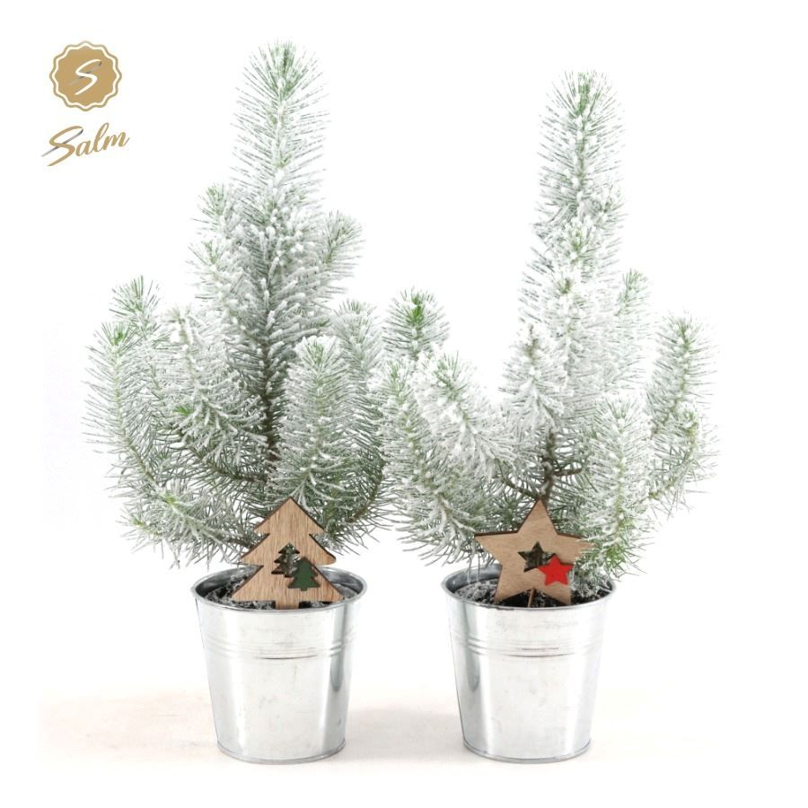 Pinus pinea 'Silver Crest' P10,5 in Zinc Old-Look + Snow + Deco - Tree/Star, D 12 cm