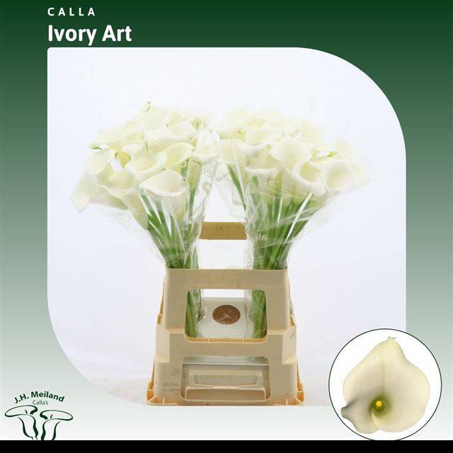 Калла Айвори Арт 65, шт.