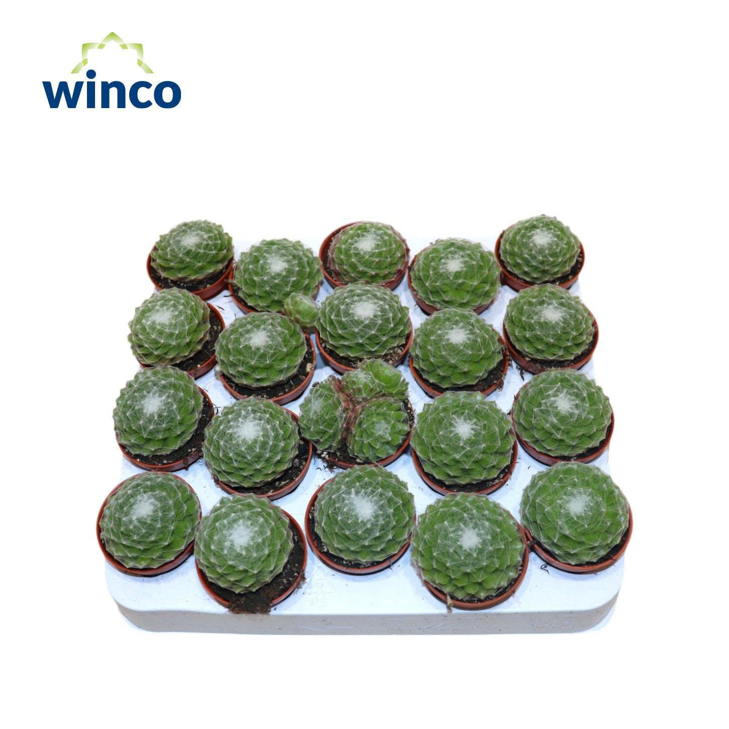 Sempervivum Arachnoidum, D 5,5