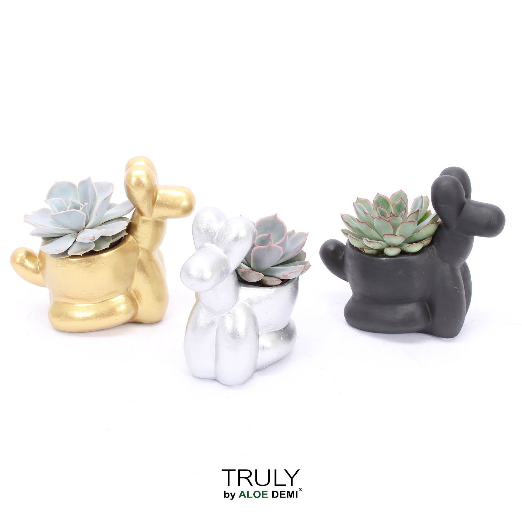 TRULY Echeveria, Balloon dog, D 13