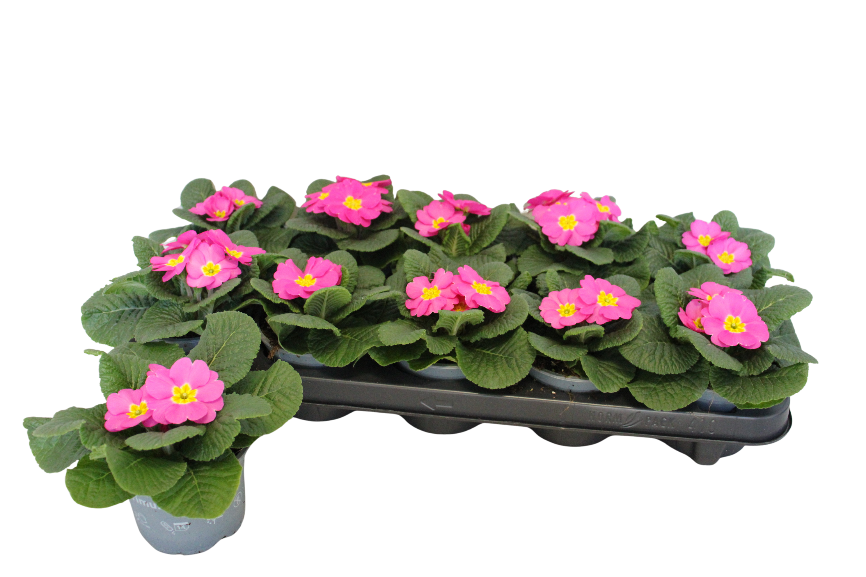 Primula acaulis Rose 10,5 cm, D 10,5