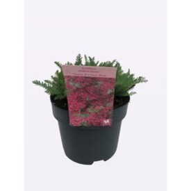 779 DVDS : Pot 19 cm Achillea different colors, D 19