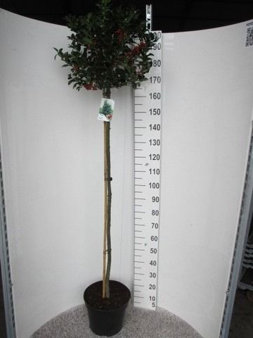 Ilex mes. Heckenfee 100-120st. P32 30-40 cm kroon, D 32